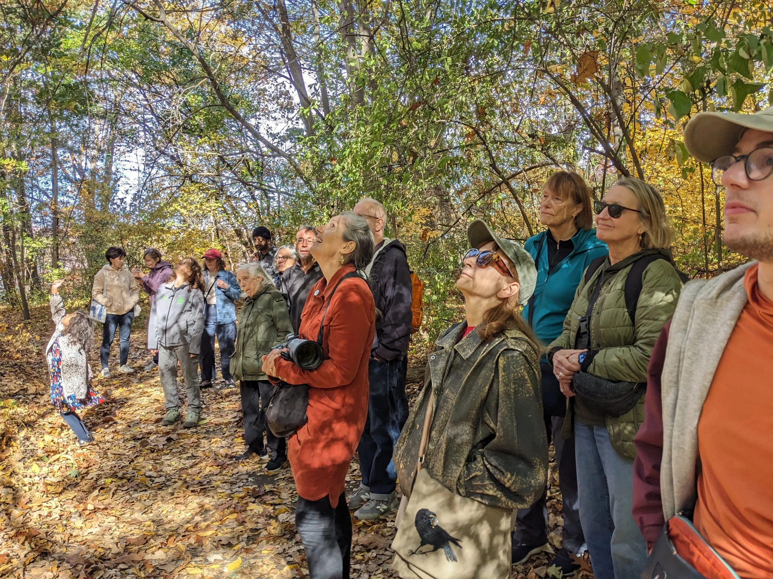 Hiking Manhattan's Oldest Natural Forest — Old-Growth Forest Network